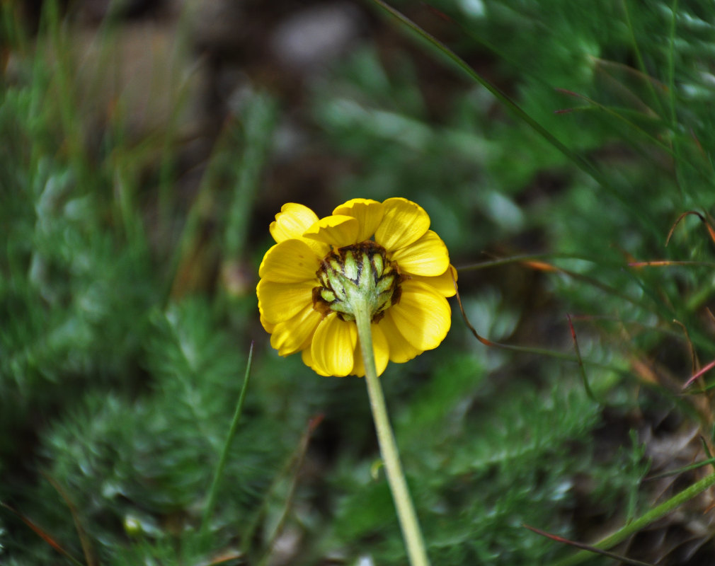 Image of Anthemis sosnovskyana specimen.