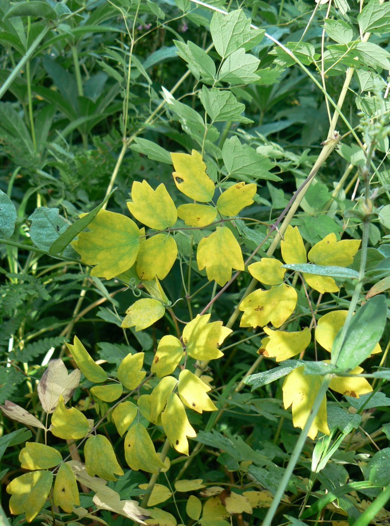 Image of Thalictrum minus specimen.