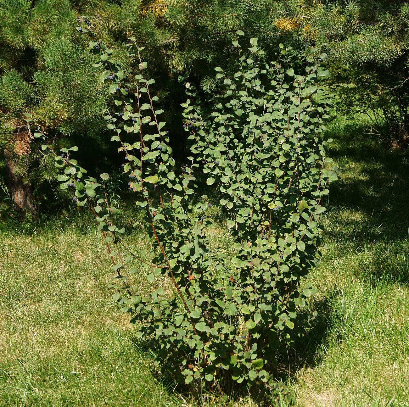 Image of Cotoneaster melanocarpus specimen.