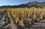 Chenopodium quinoa. Плодоносящие растения. Боливия, берег солончака Уюни, хутор Чувика, крестьянское поле. 18.03.2014.