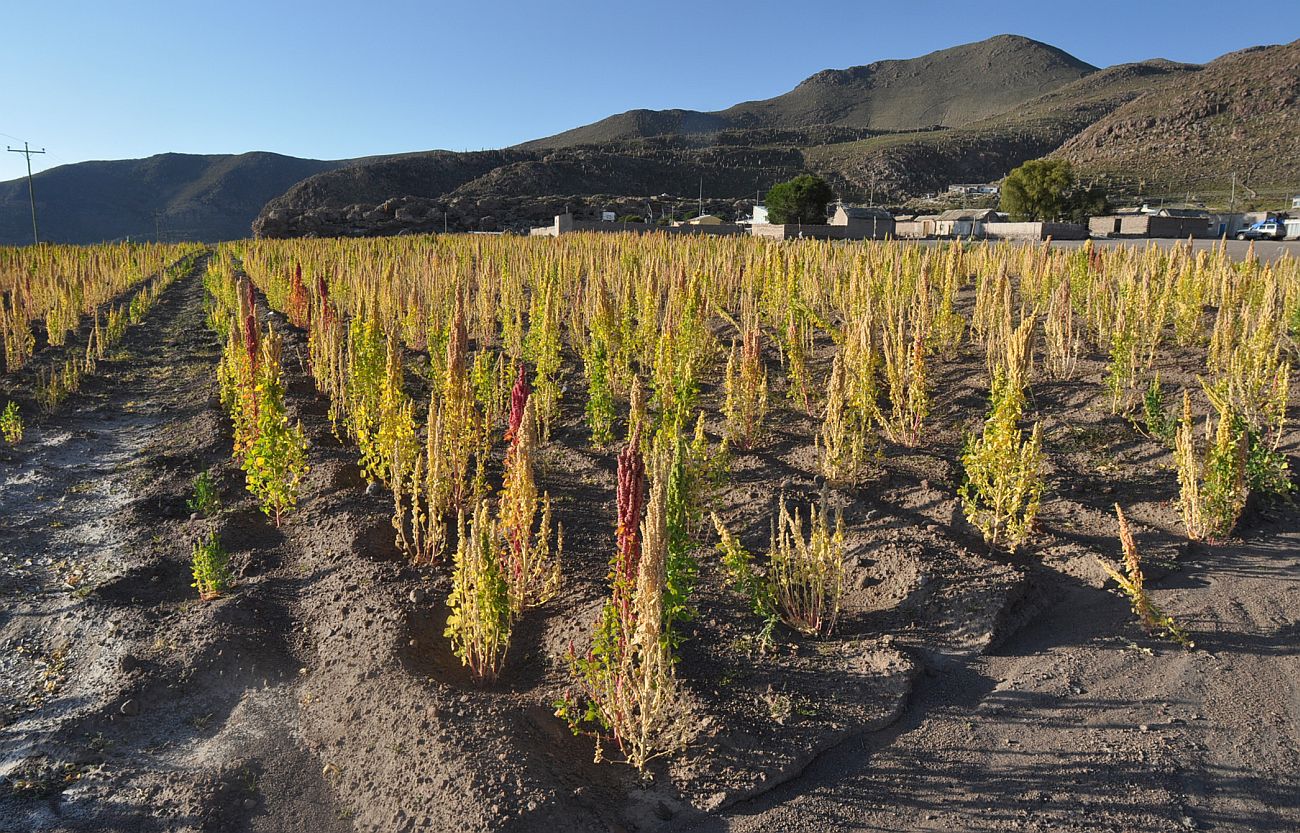 Изображение особи Chenopodium quinoa.