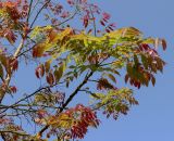 Acrocarpus fraxinifolius. Ветви цветущего дерева. Израиль, г. Кирьят-Оно, сквер. 04.03.2018.