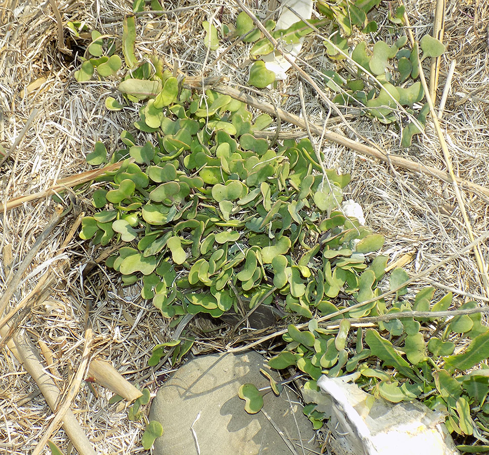 Изображение особи Crambe maritima.