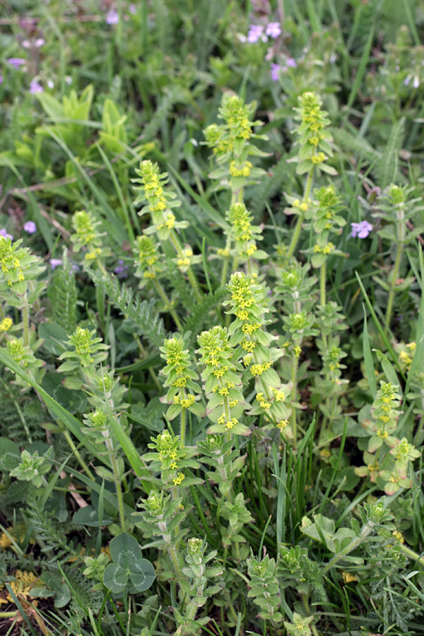 Image of Cruciata laevipes specimen.