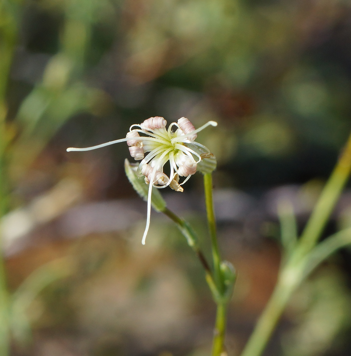 Изображение особи Silene alexandrae.