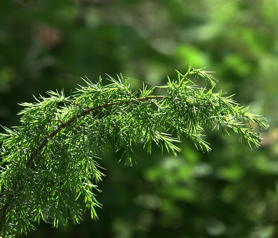 Изображение особи Juniperus communis.