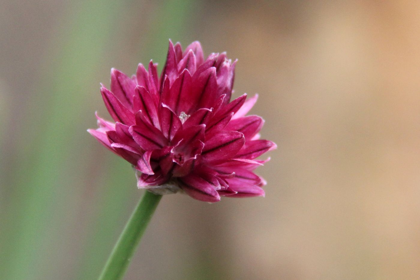 Изображение особи Allium kaufmannii.