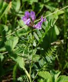 Astragalus austroaltaicus