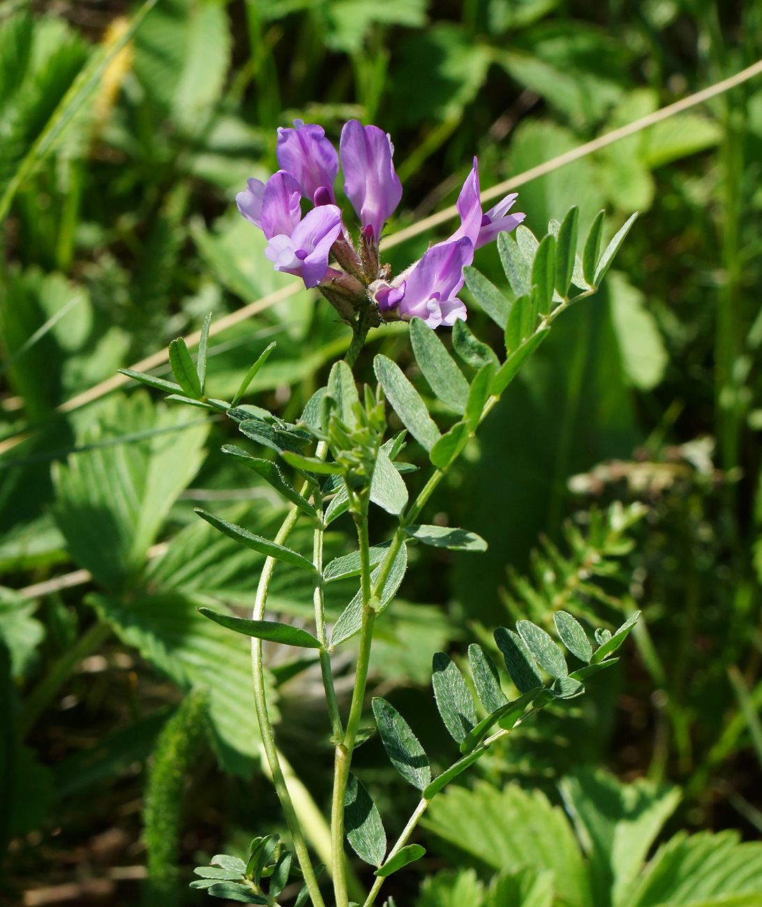 Изображение особи Astragalus austroaltaicus.