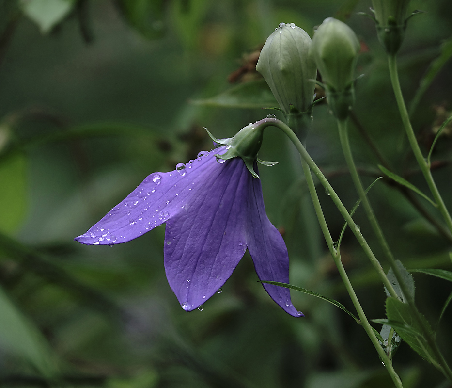 Изображение особи Platycodon grandiflorus.