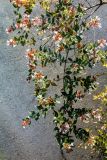 Abelia × grandiflora