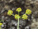 Bupleurum falcatum