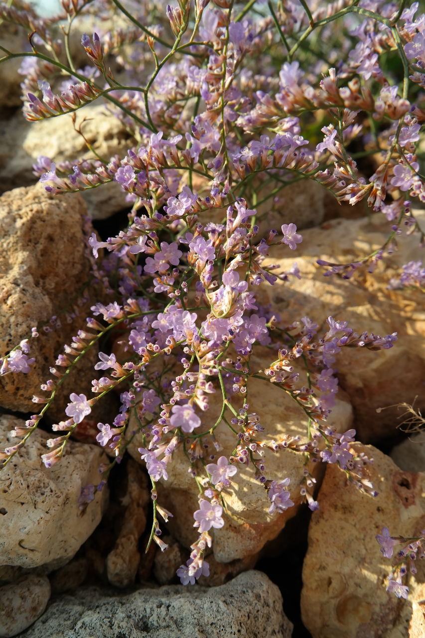 Изображение особи Limonium scoparium.