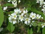 Изображение особи. Автор - Марина Ворошилова