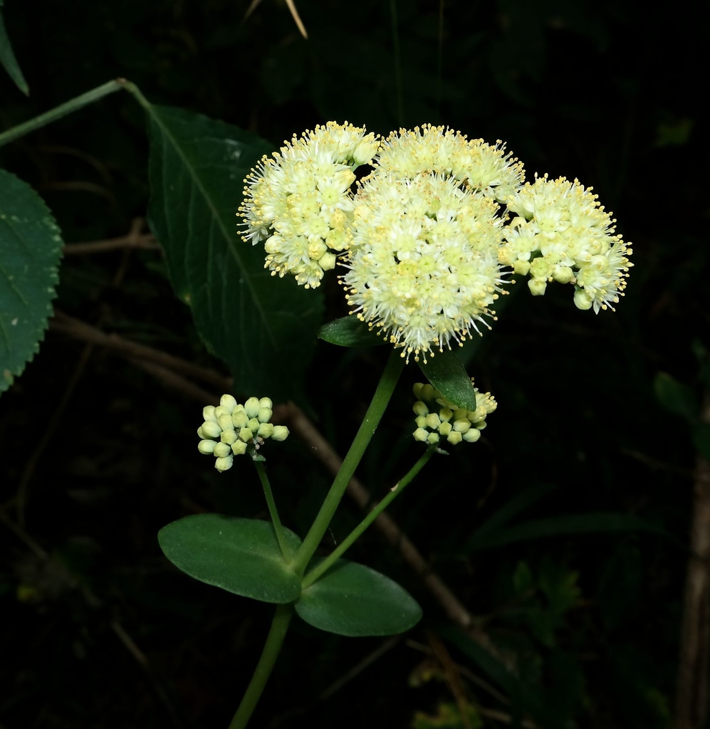 Image of Hylotelephium caucasicum specimen.