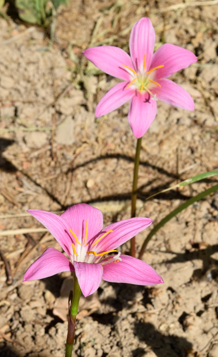 Image of Habranthus robustus specimen.