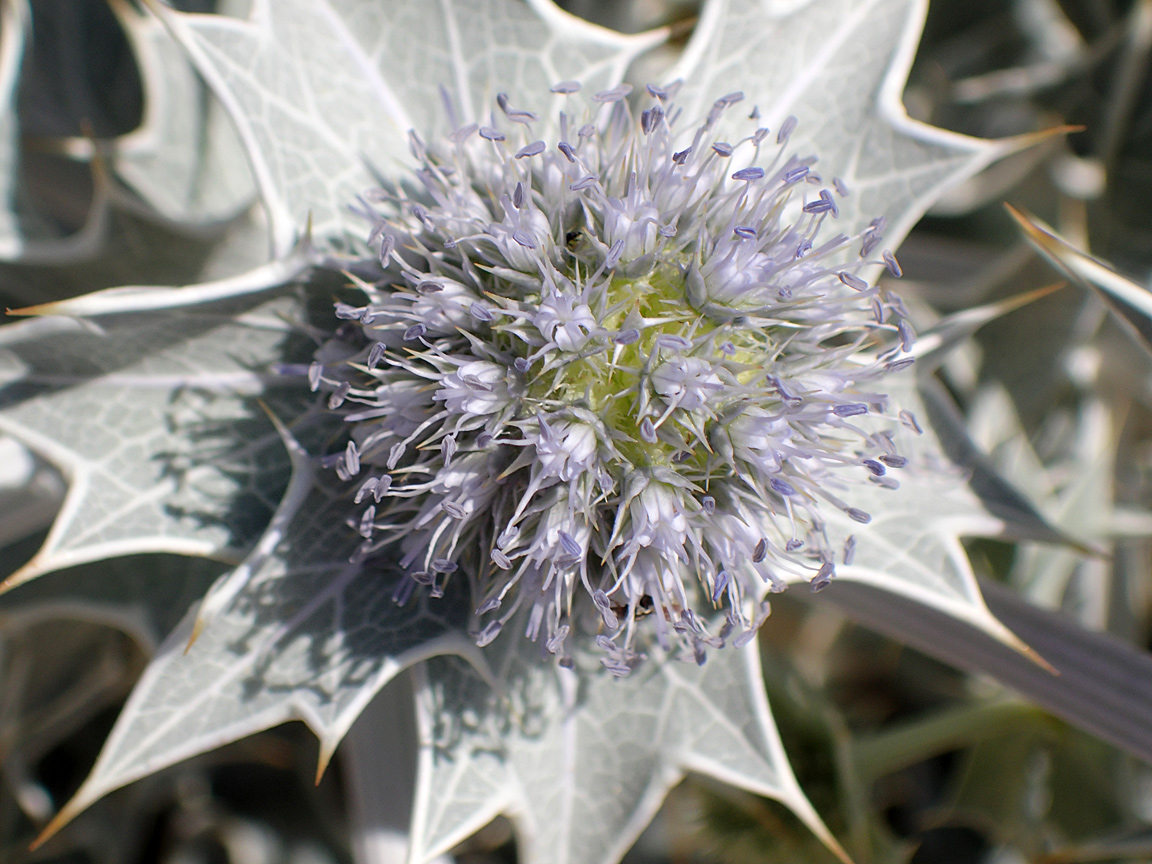 Image of Eryngium maritimum specimen.