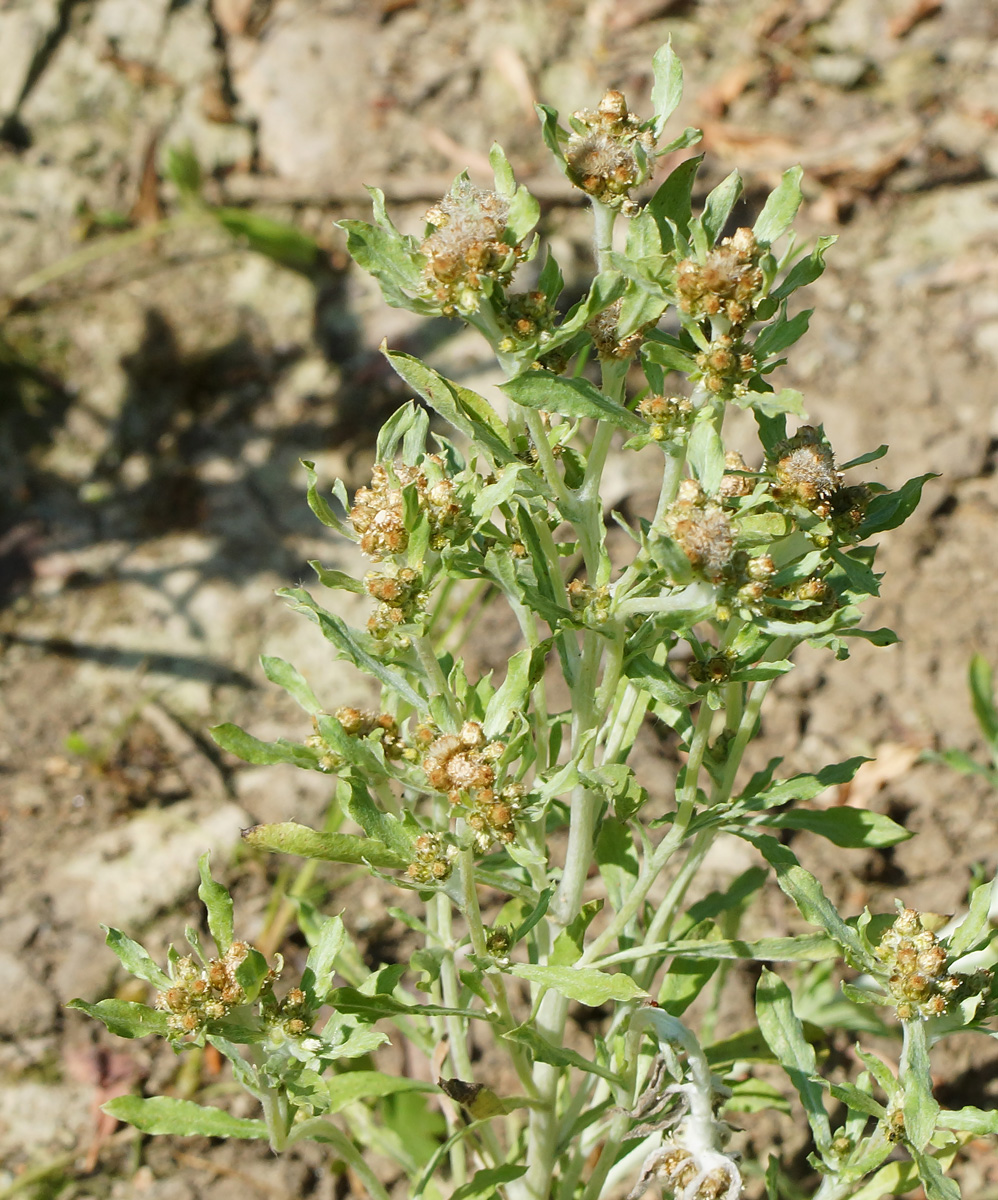 Изображение особи Gnaphalium uliginosum.