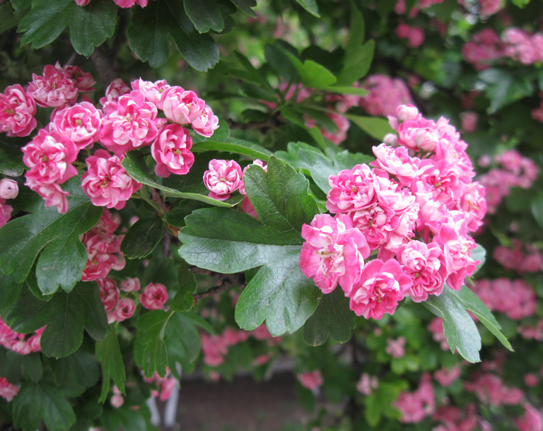 Image of Crataegus &times; media specimen.