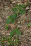 Fagus orientalis