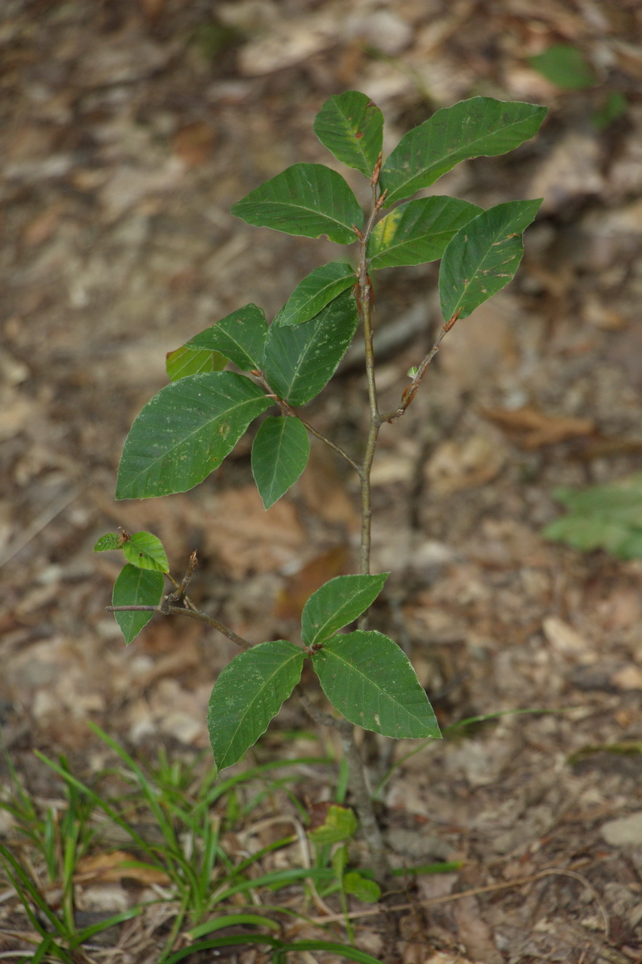 Изображение особи Fagus orientalis.