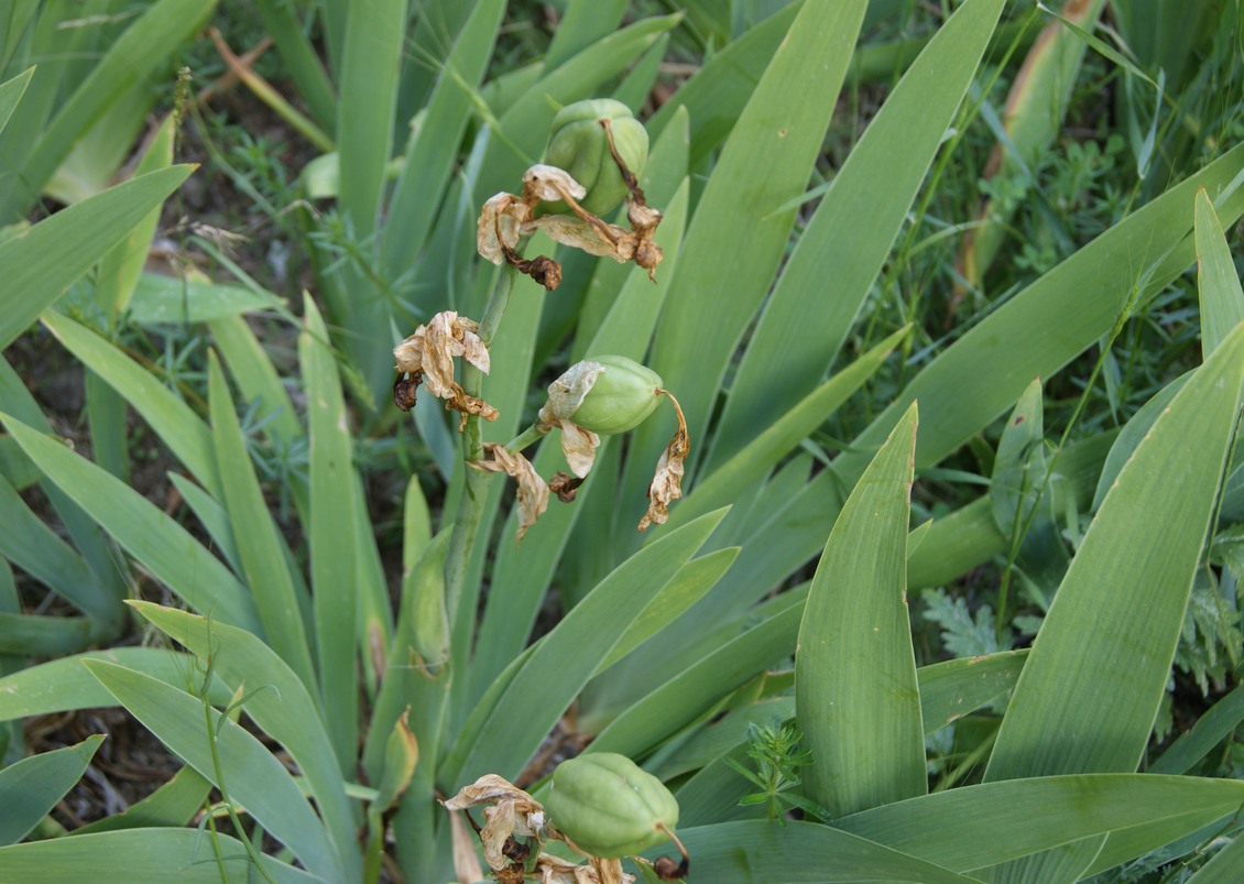 Image of Iris imbricata specimen.