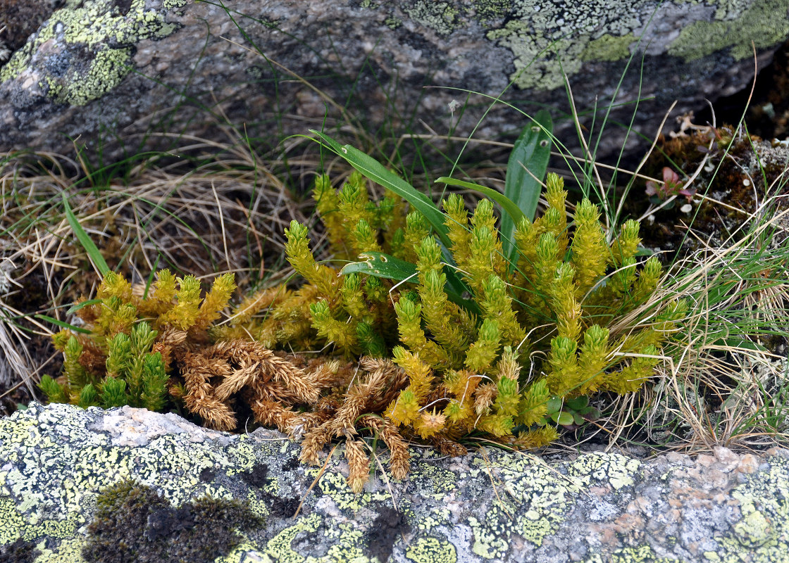 Image of Huperzia appressa specimen.