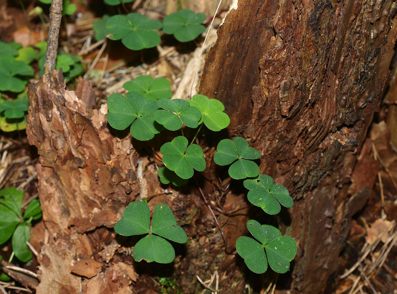 Изображение особи Oxalis acetosella.