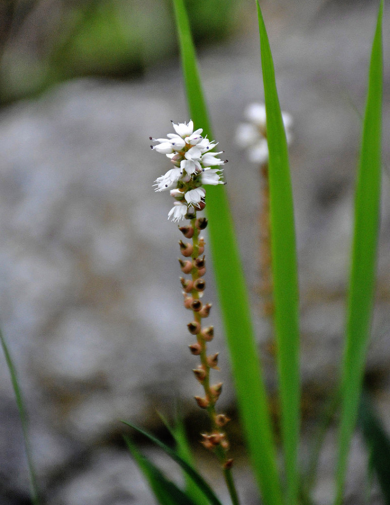 Image of Bistorta vivipara specimen.