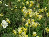 Primula macrocalyx