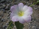 Alcea nudiflora (Lindl.) Boiss. × Alcea rosea