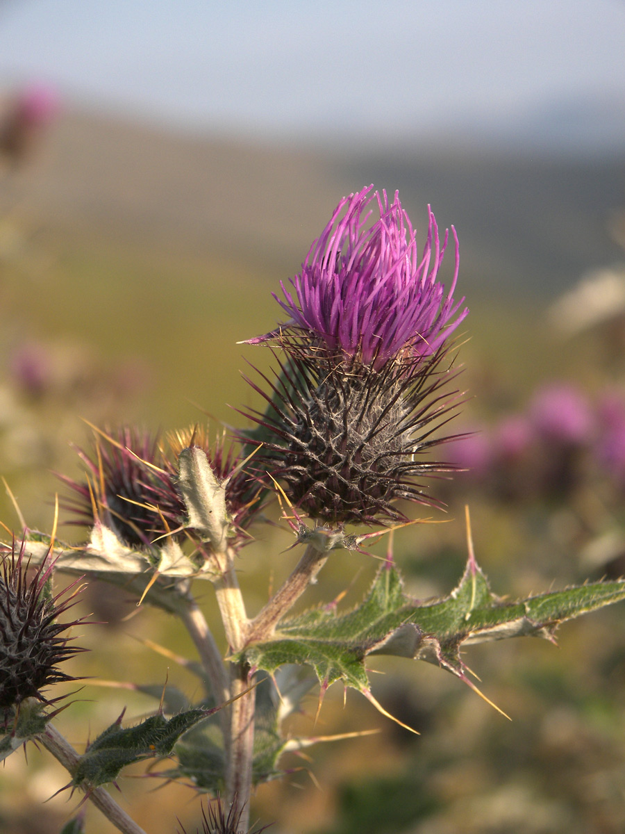 Image of Cirsium euxinum specimen.