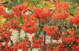 Pyracantha crenulata. Часть ветви со зрелыми плодами. Краснодарский край, Черноморское побережье Кавказа, окр. г. Новороссийск, с. Абрау-Дюрсо, в культуре. 21 октября 2017 г.