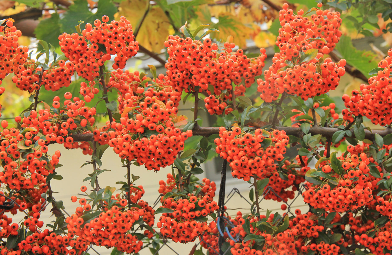 Image of Pyracantha crenulata specimen.