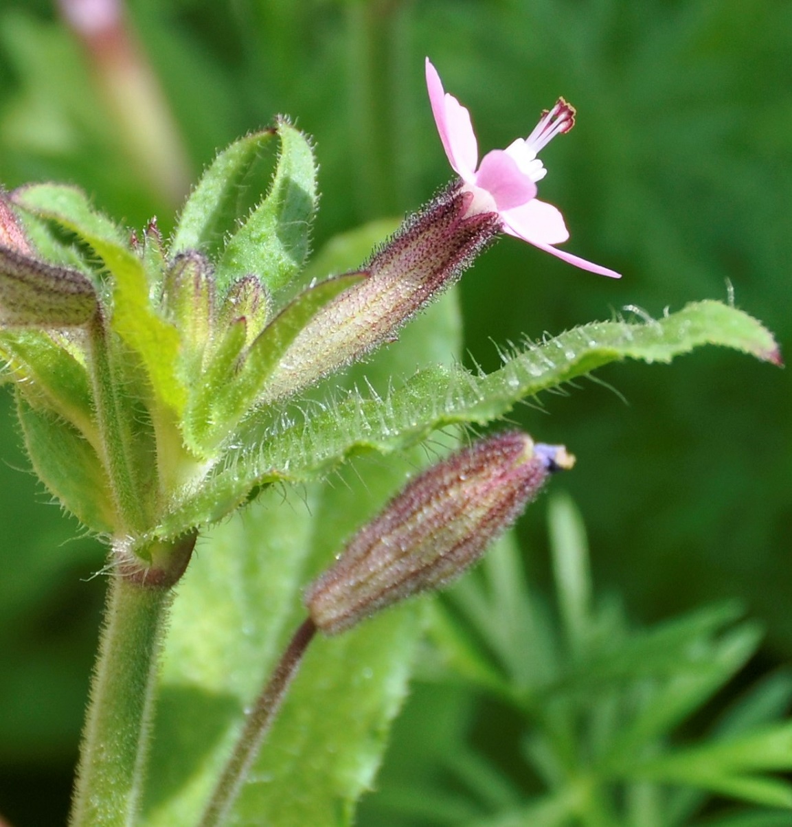 Изображение особи Silene fuscata.