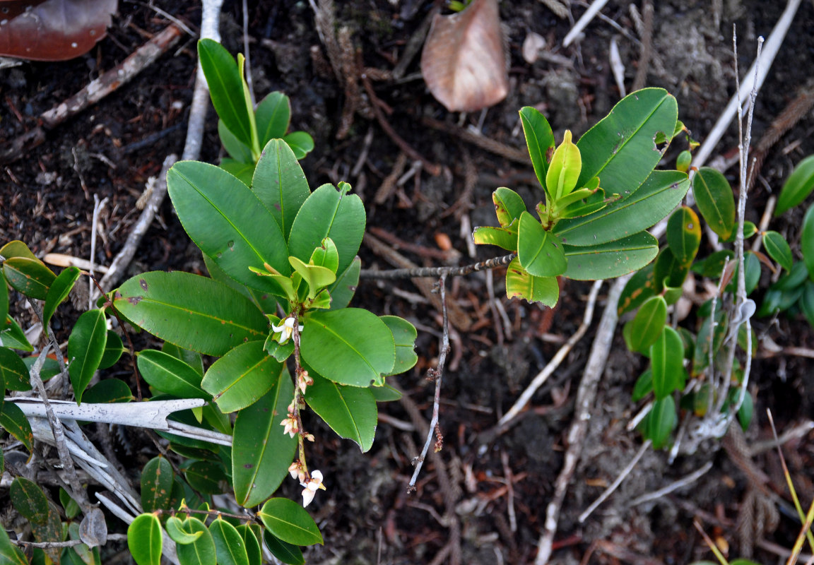 Image of Euthemis minor specimen.