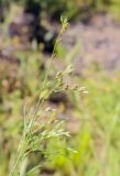 Juncus bufonius