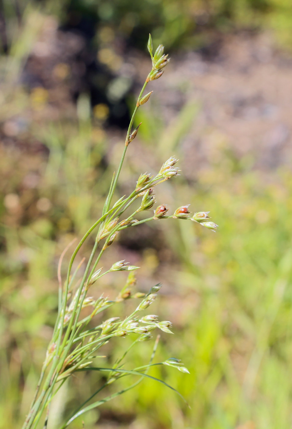 Изображение особи Juncus bufonius.