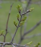 Rhamnus cathartica