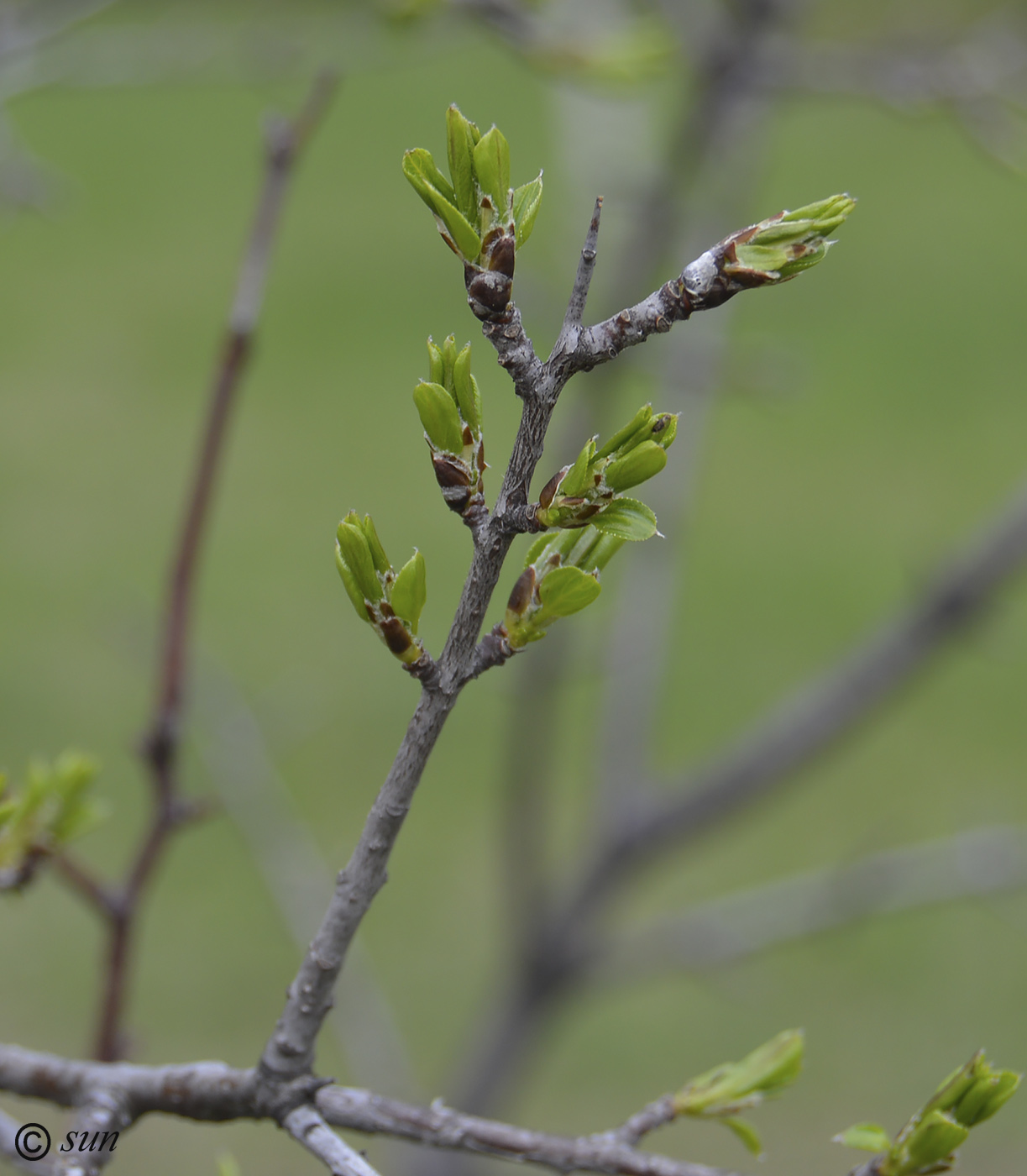 Изображение особи Rhamnus cathartica.