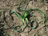 Ornithogalum ponticum. Вегетирующее растение. Дагестан, Кумторкалинский р-н, хр. Нарат-Тюбе, нарушенное(?) место. 24.04.2019.