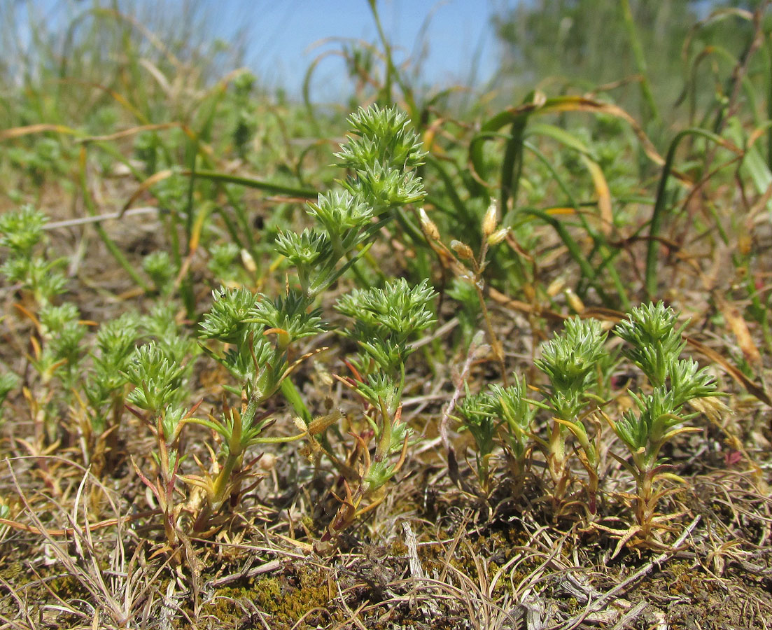 Изображение особи Scleranthus annuus.