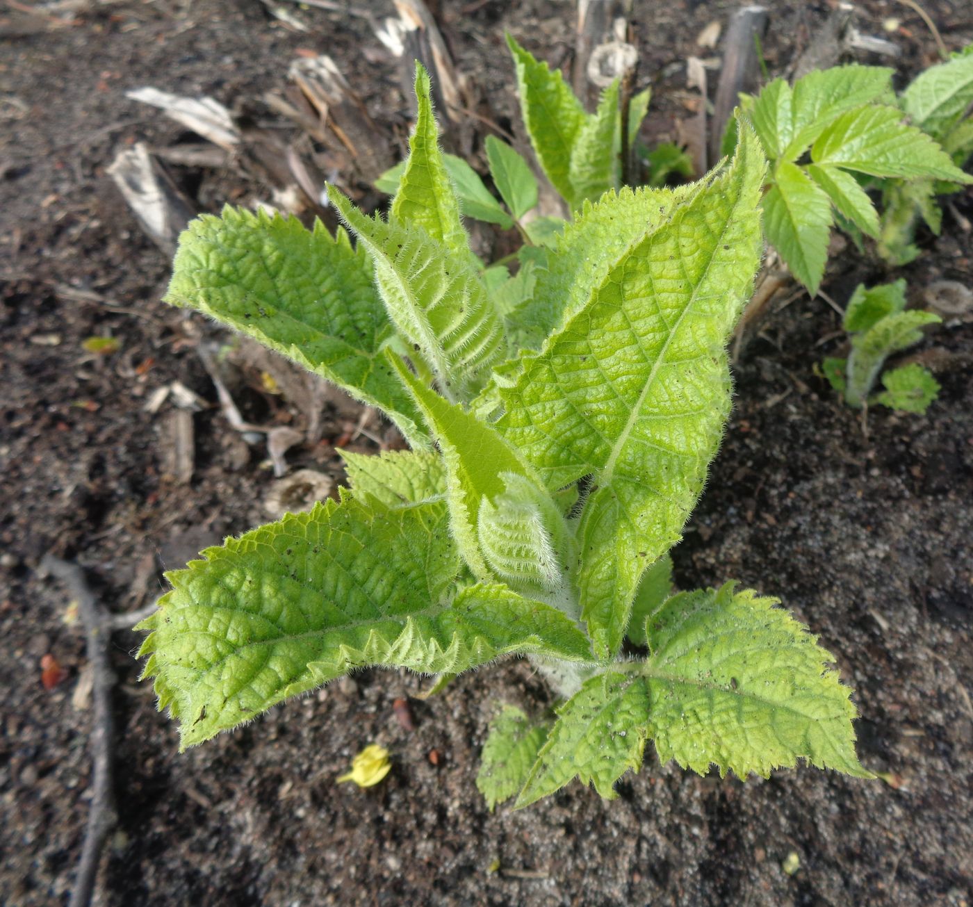 Изображение особи Salvia glutinosa.