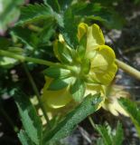 Potentilla reptans. Листья и цветок с нижней стороны. Тверская обл., г. Тверь, Заволжский р-н, ул. 2-я Красина, газон. 8 июня 2019 г.