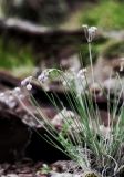 Allium vodopjanovae