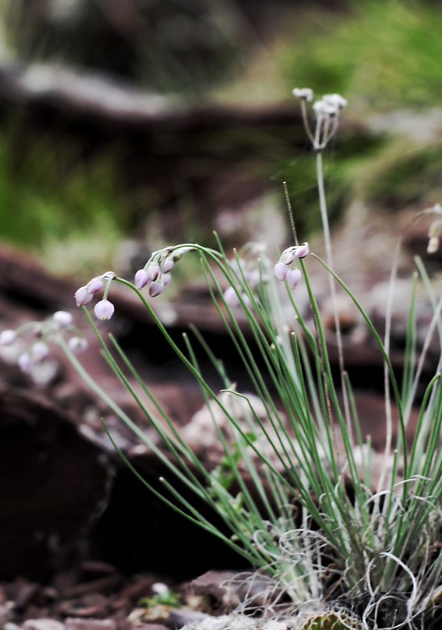 Изображение особи Allium vodopjanovae.