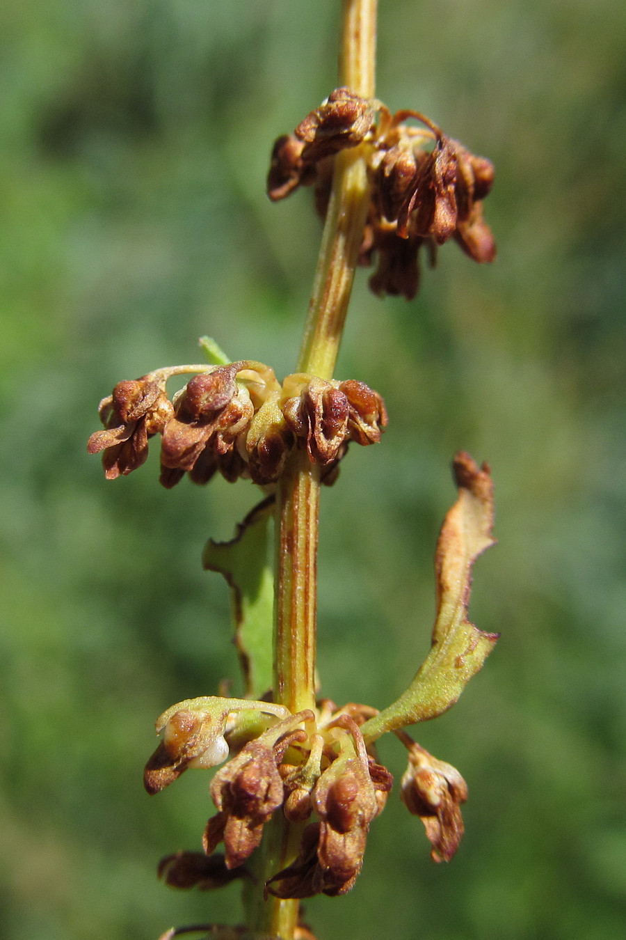 Image of Rumex conglomeratus specimen.