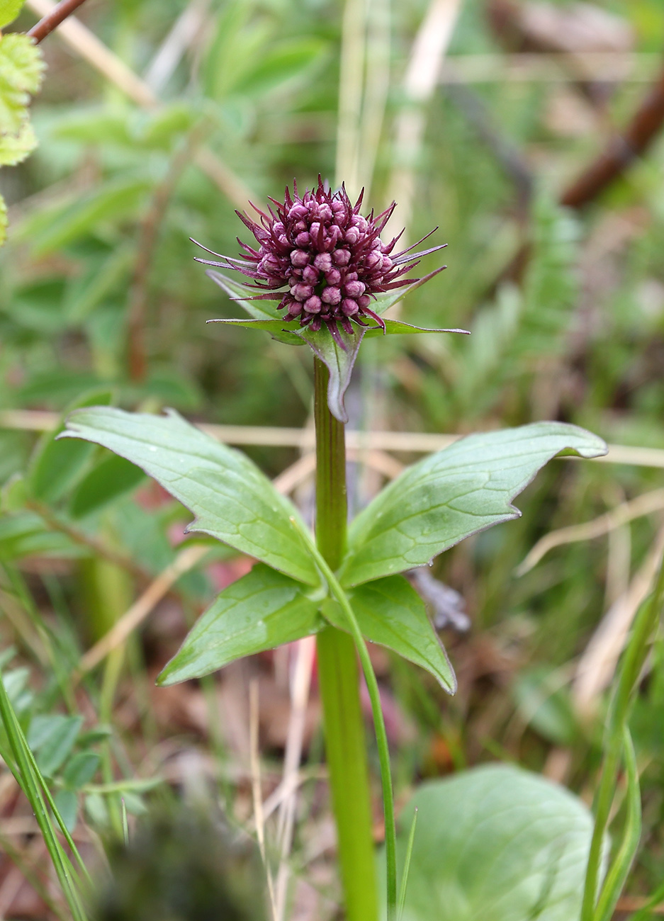 Изображение особи Valeriana capitata.