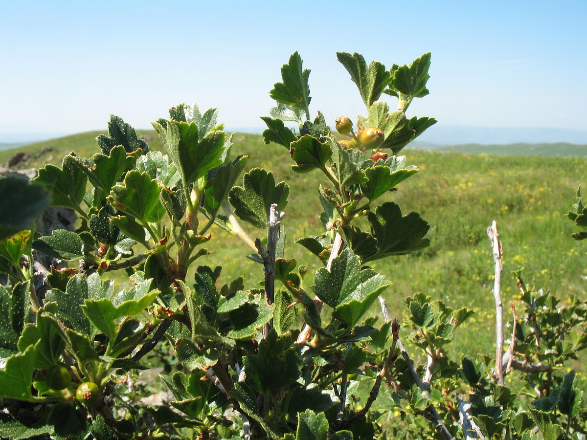 Image of Ribes heterotrichum specimen.