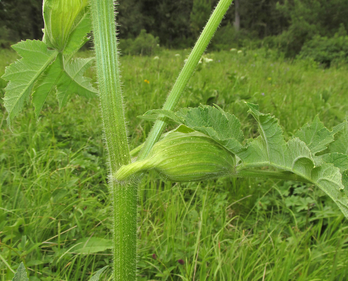 Image of Heracleum dissectum specimen.